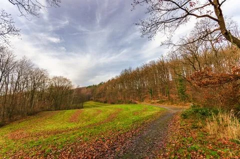 Autumn forest path winding through a grassy field with fallen leaves and ba.. Stock Photos