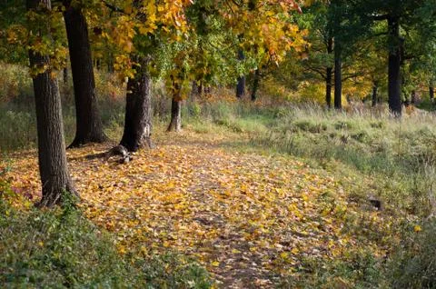 Autumn forest. path with yellow fallen leaves Stock Photos