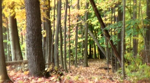 Autumn forest path yellow 動画素材 543757