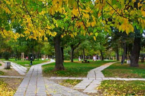 Autumn forest paths Stock Photos