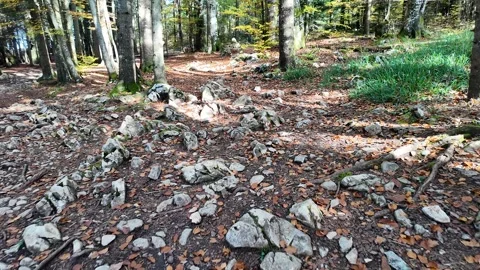 Autumn Forest Pathway for Hiking Stock Footage 289445600