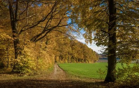 Autumn Forest Pathway Stock Photos