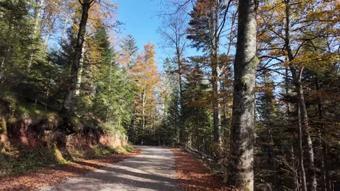 Autumn Forest Pathway Serenity Stock Footage 289011819