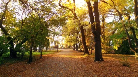 Autumn forest, paved with fallen red yellow and brown leaves 스톡 동영상 119904736