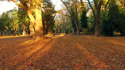 Autumn forest, paved with fallen red yellow and brown leaves 스톡 동영상 119904743