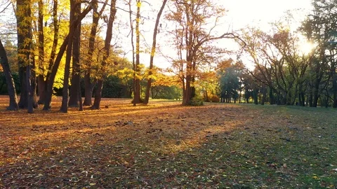 Autumn forest, paved with fallen red yellow and brown leaves Stock Footage 119904917