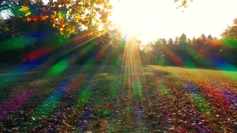 Autumn forest, paved with fallen red yellow and brown leaves Vídeo Stock 119904923