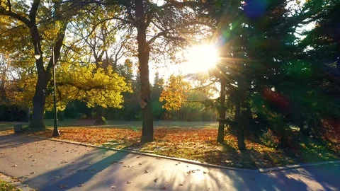 Autumn forest, paved with fallen red yellow and brown leaves Video stock 119904960