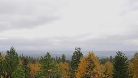 Autumn forest with perspective Stock Footage 81014379
