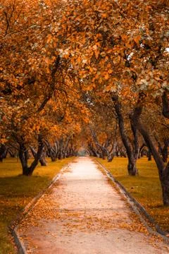 Autumn in the forest. Perspective of the path in fall park whith bright fallen Stock Photos