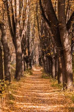 Autumn in the forest. Perspective of the path in fall park whith bright fallen Stock Photos