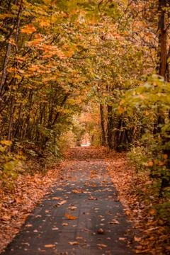 Autumn in the forest. Perspective of the path in fall park whith bright fallen Stock Photos