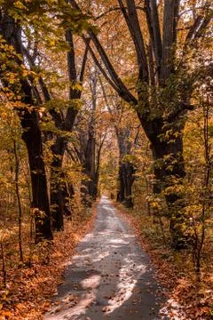 Autumn in the forest. Perspective of the path in fall park whith bright fallen Stock Photos