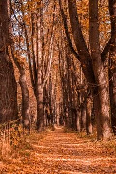 Autumn in the forest. Perspective of the path in fall park whith bright fallen Stock Photos