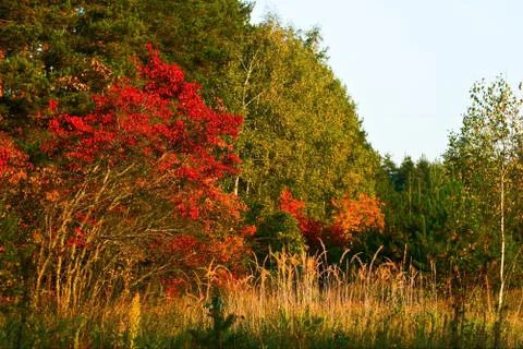 Autumn forest Stock Photos