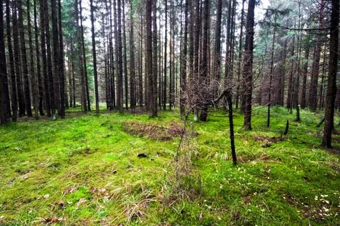 Autumn forest Stock Photos