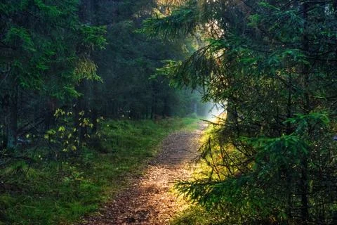 Autumn forest Stock Photos