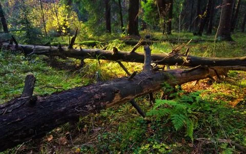 Autumn forest Stock Photos