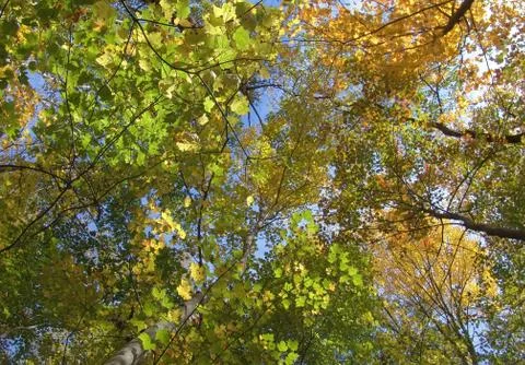 Autumn forest Stock Photos