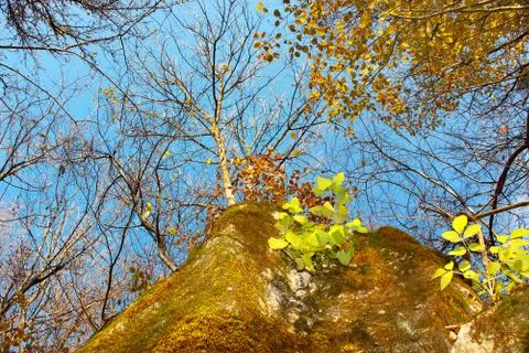 Autumn forest Stock Photos