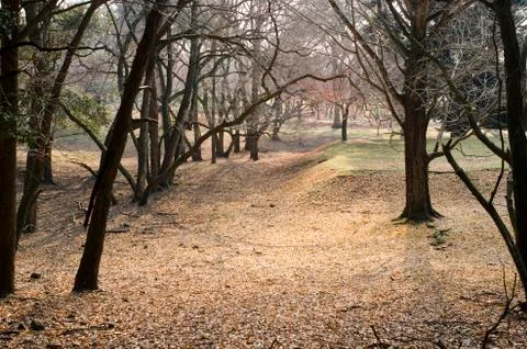 Autumn forest Stock Photos