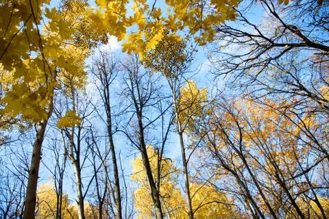 Autumn forest Stock Photos