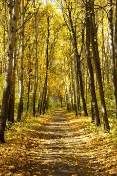 Autumn forest Foto stock