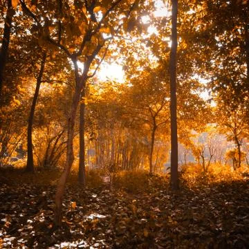 Autumn forest Foto stock