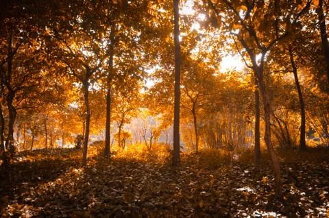 Autumn forest Foto stock