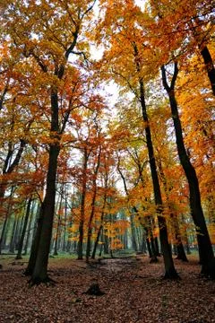 Autumn forest Stock Photos