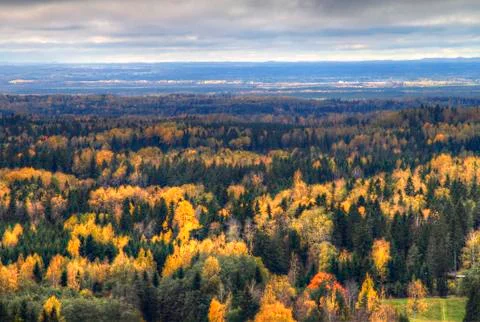 Autumn forest Stock Photos