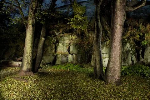 Autumn forest Stock Photos