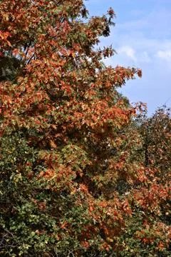 Autumn forest 스톡 사진