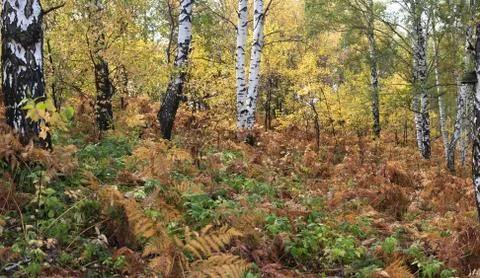 Autumn forest Foto stock