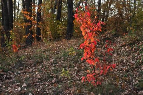 Autumn forest Foto stock