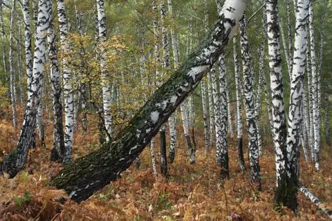 Autumn forest 스톡 사진