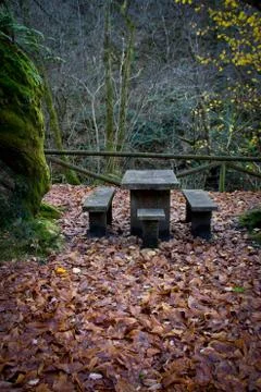 Autumn forest Stock Photos
