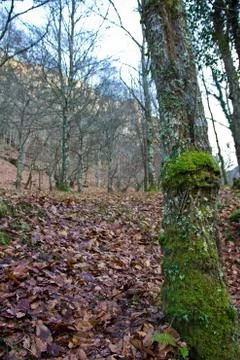 Autumn forest Stock Photos