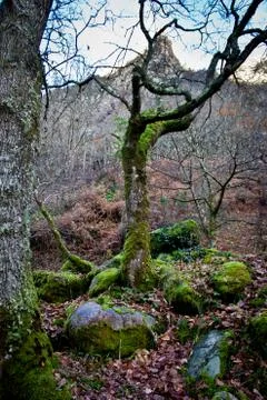 Autumn forest Stock Photos