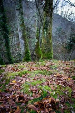 Autumn forest Foto stock