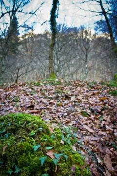 Autumn forest Stock Photos