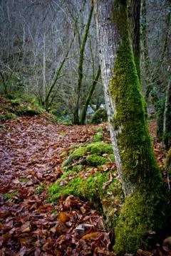 Autumn forest Stock Photos