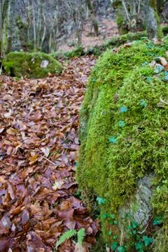 Autumn forest Stock Photos