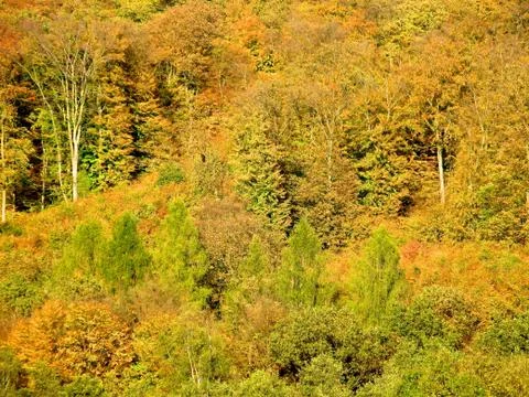 Autumn Forest Stock Photos