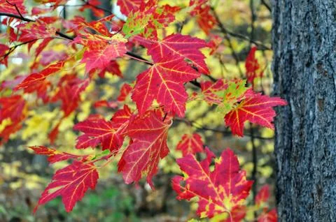 Autumn forest Stock Photos