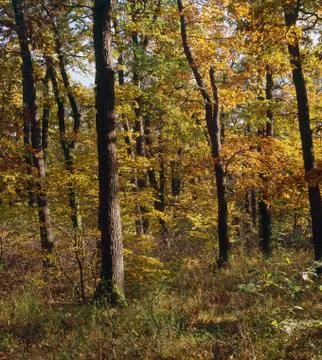Autumn forest Stock Photos