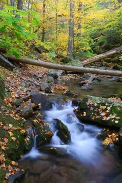 Autumn forest Stock-Fotos