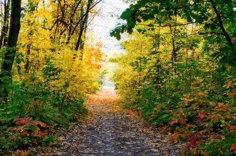 Autumn forest Stock Photos