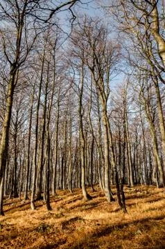 Autumn forest Stock Photos