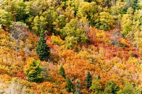 Autumn forest Stock Photos